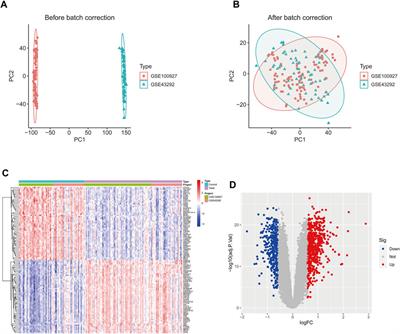 Critical gene signature and immunological characterization in peripheral vascular atherosclerosis: novel insights from mendelian randomization and transcriptomics